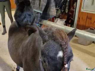 hästar Super charmig shettis kille i Mariestad - Annons 17