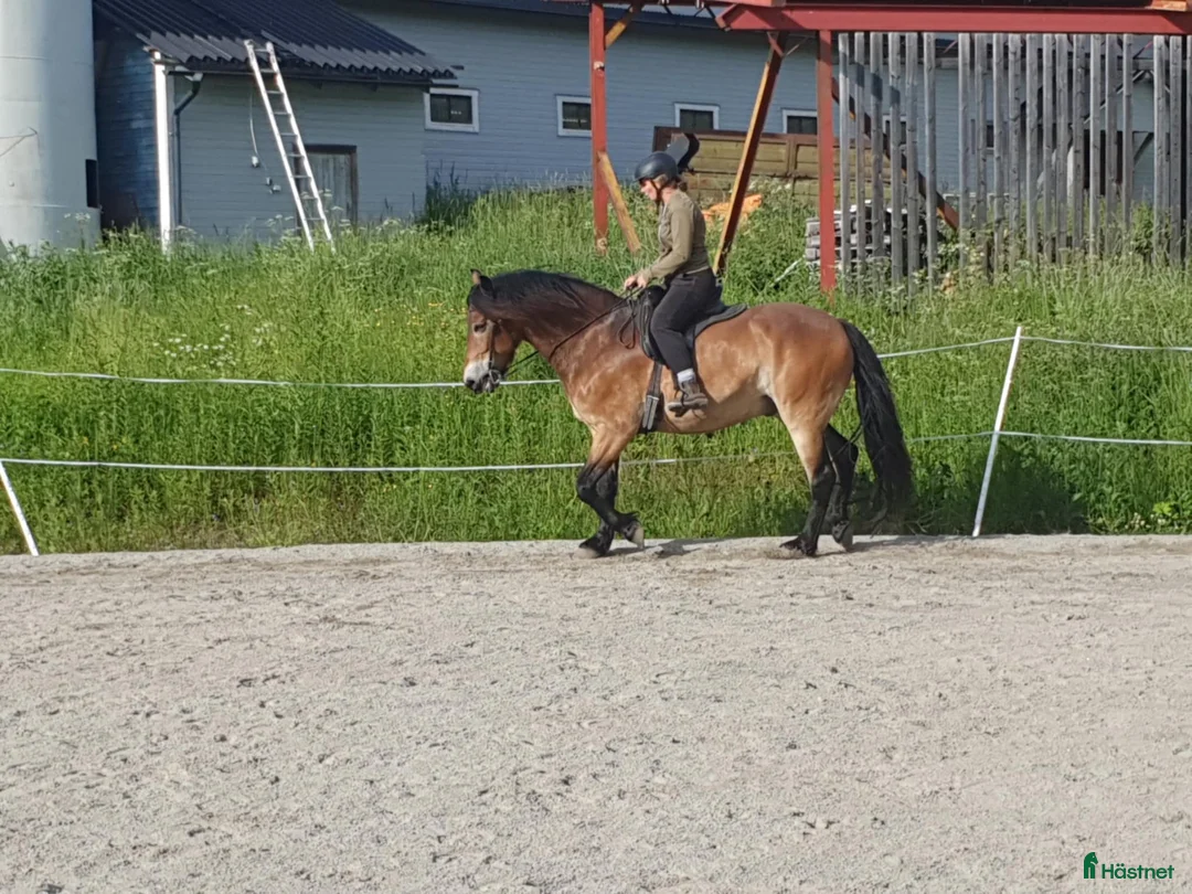 Akademiskt hästar till salu: Utlånas för senare köp - Annons 3