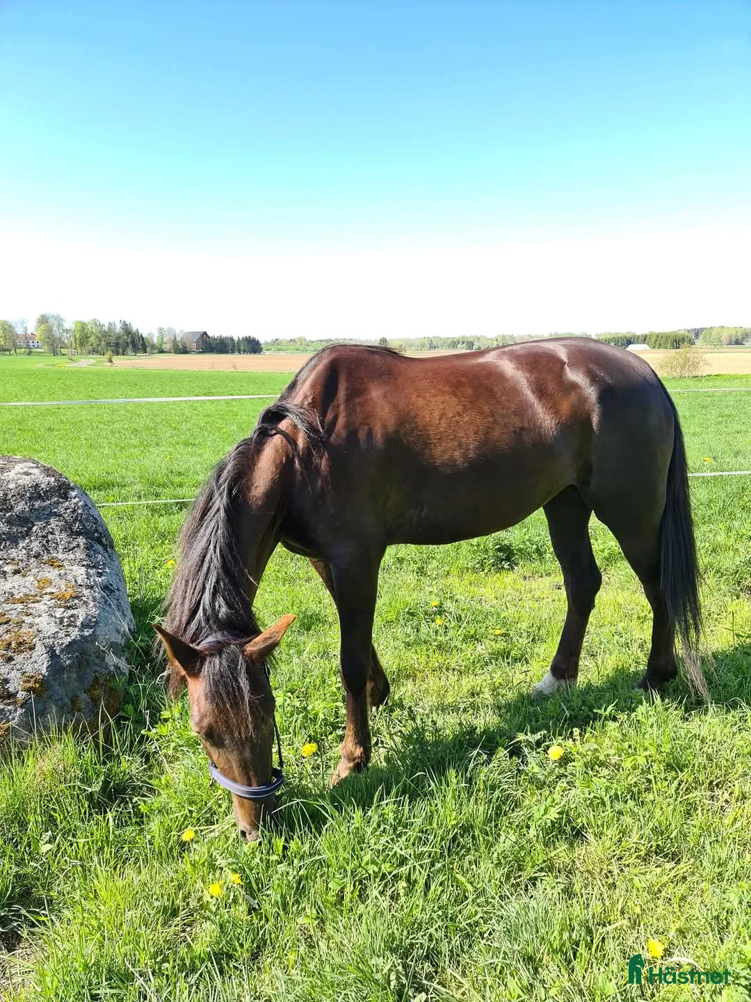 Allround hästar till salu: Trevligt varmblodssto  - Annons 2