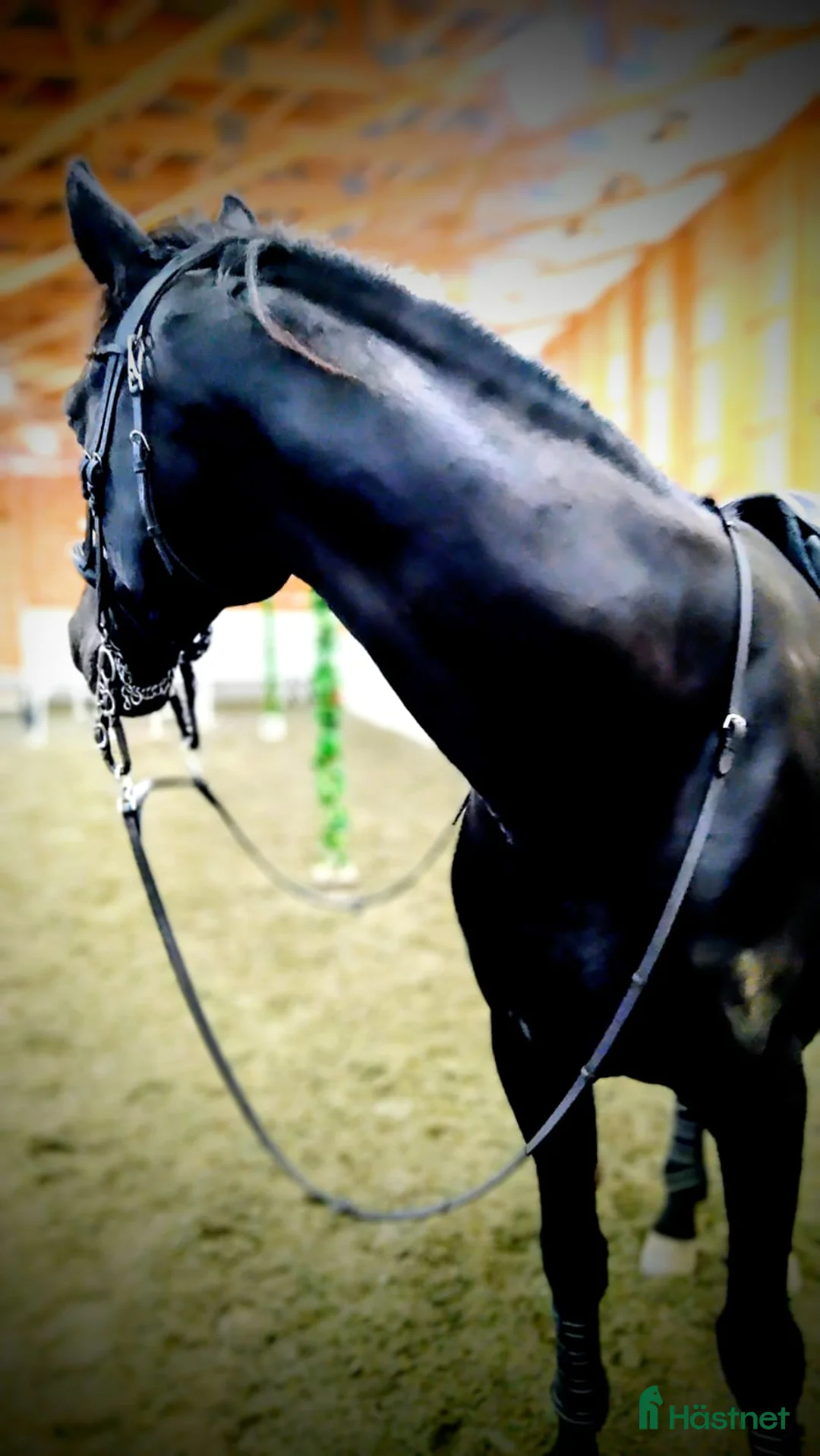 Galopp hästar sökes: Söker sto :halvblod eller fullblod projekt  - Annons 1