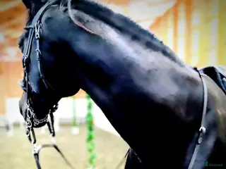 hästar Söker sto :halvblod eller fullblod projekt - Annons 1