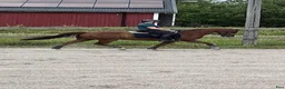 Dressyr hästar till salu: Erfaren dressyrponny och läromästare  i Uppsala - Annons 2