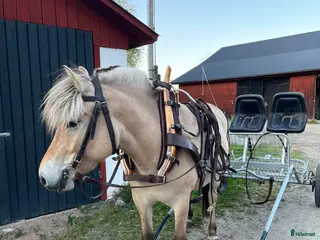 Körselar körning till salu: Loksele m alla tillbehör - Annons 1