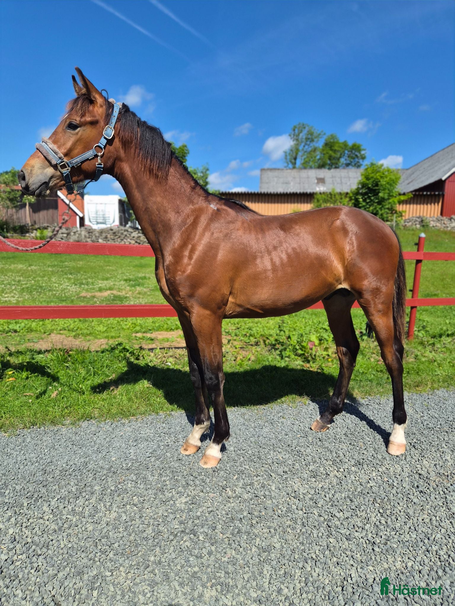 hästar Vaquero  - Annons 3