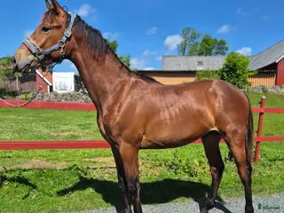 hästar Vaquero - Annons 3
