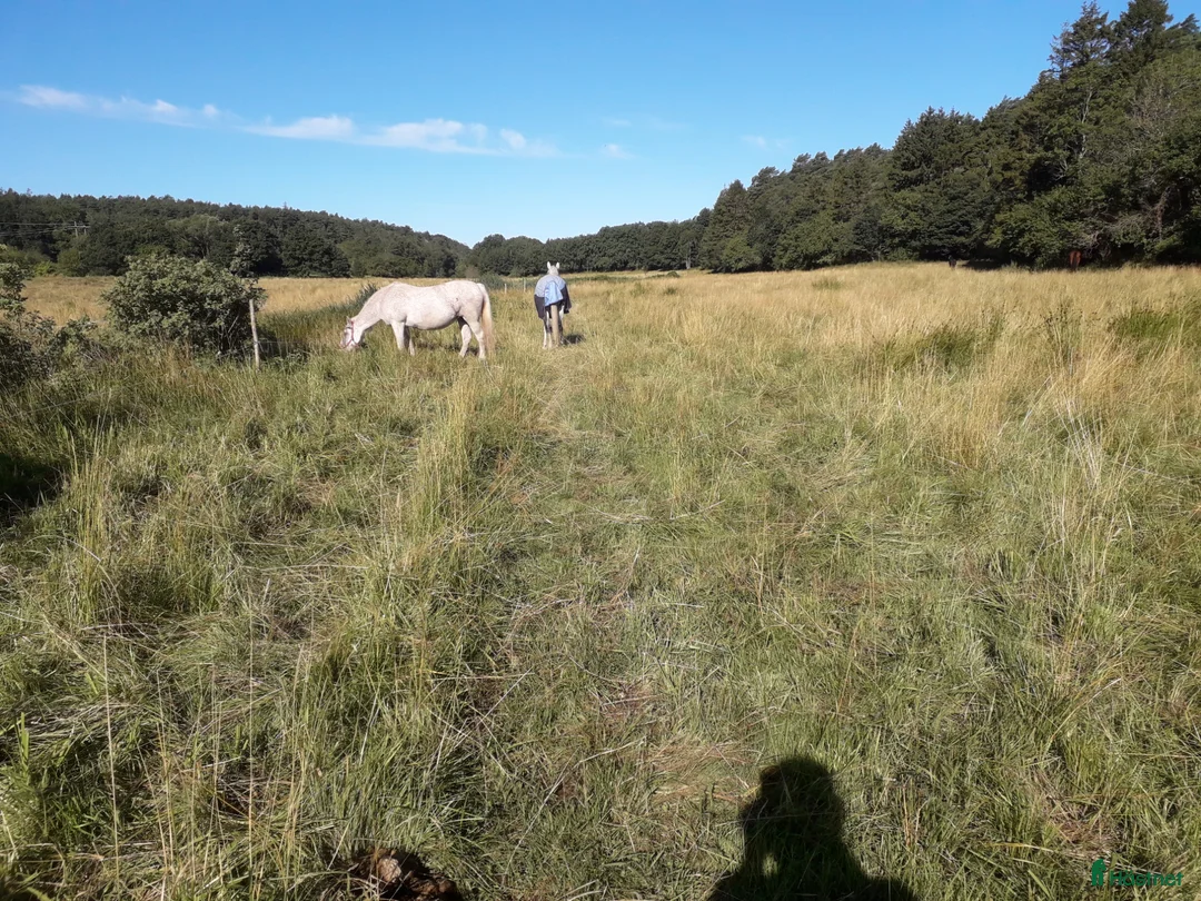  stallplats finnes: Sommarbete - Annons 2