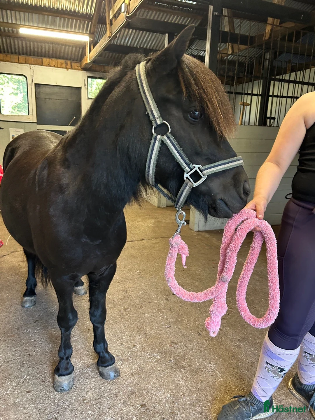 Trav hästar till salu: Travshettis - Annons 3