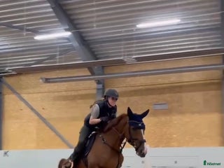 hästar Potential showjumper - Annons 12