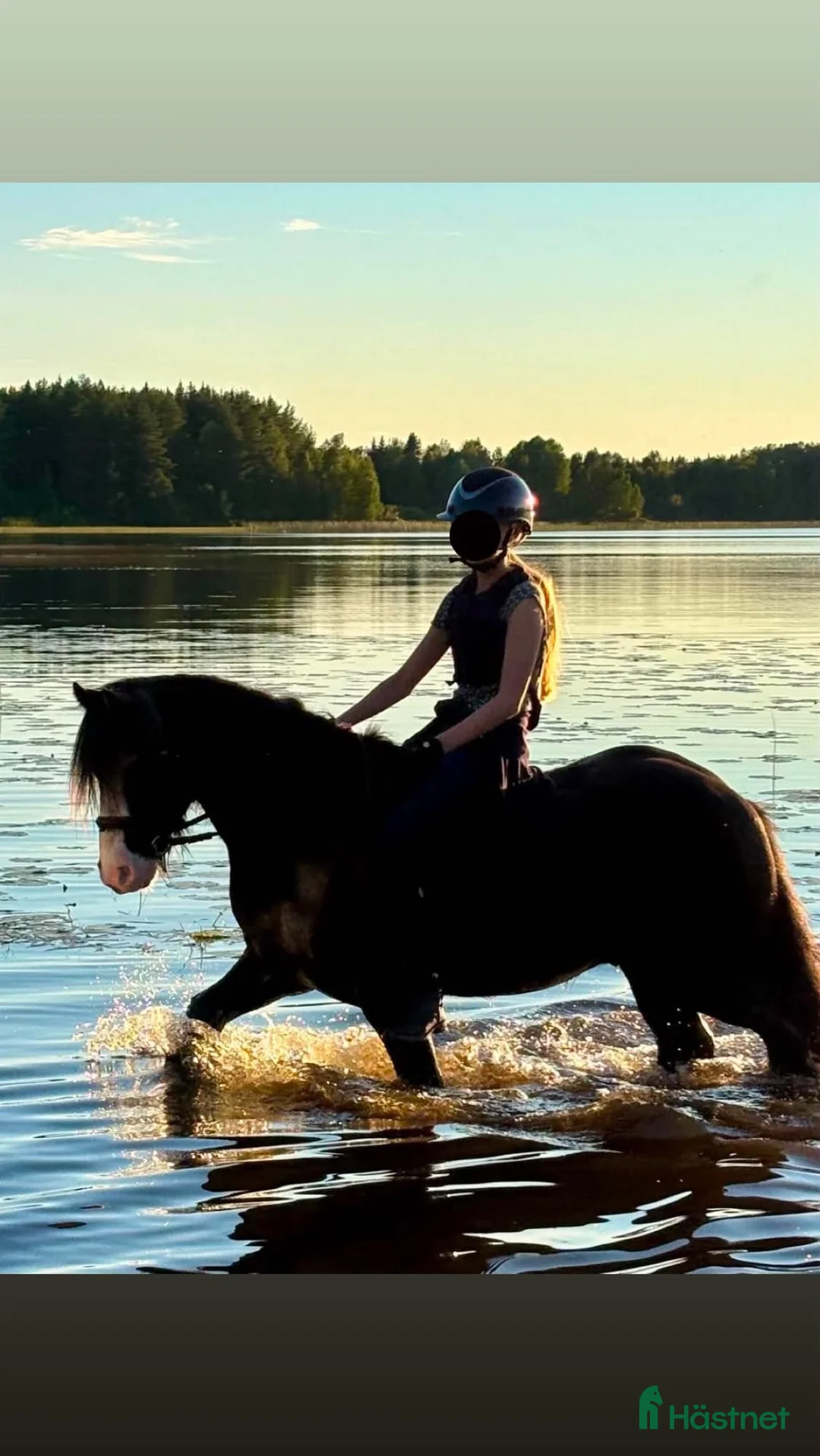 Allround hästar till salu: Tiger söker nytt hem 🖤 - Annons 2