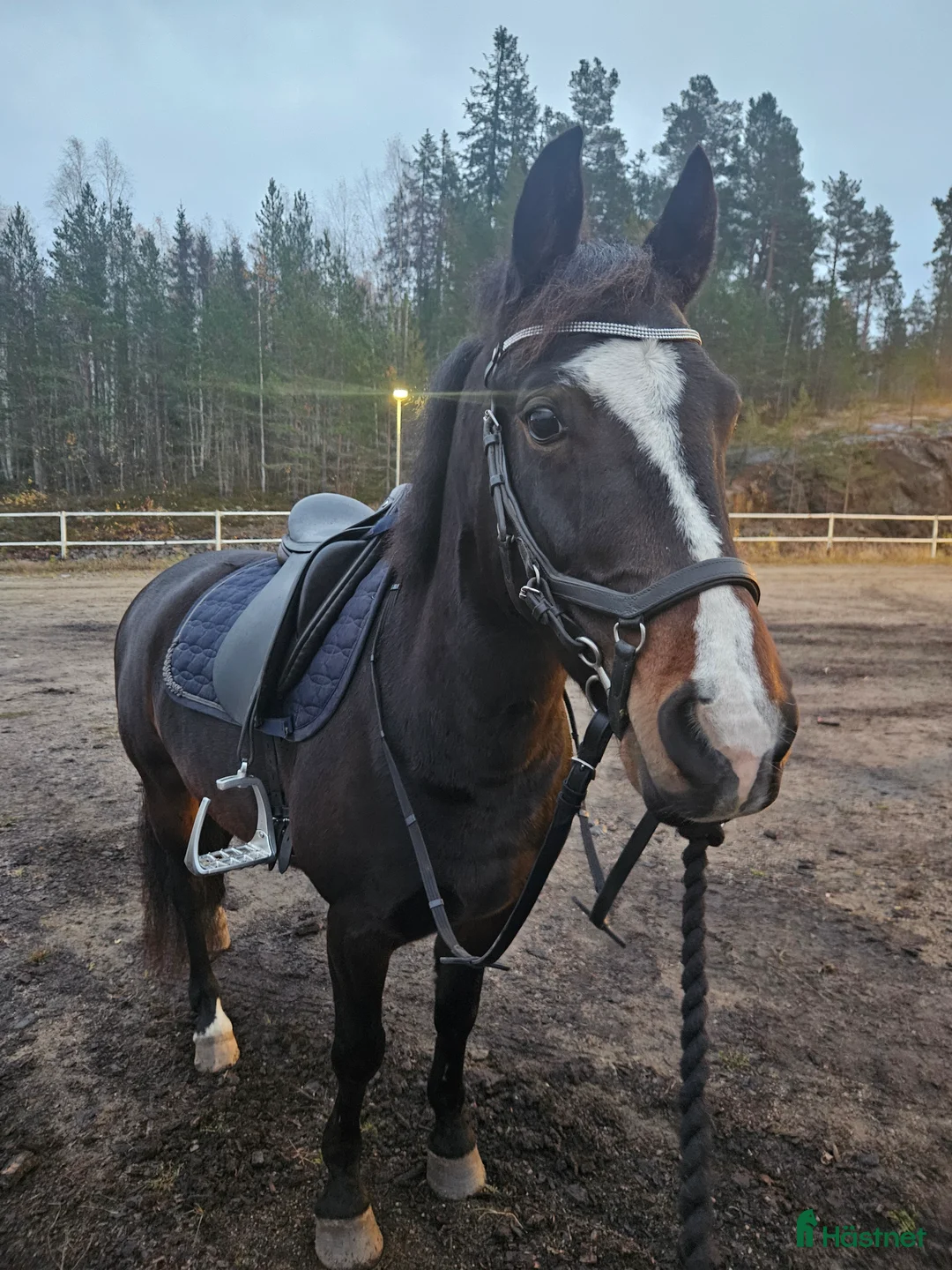 Dressyr hästar till salu: B-ponny med stor potential ⭐️ - Annons 5