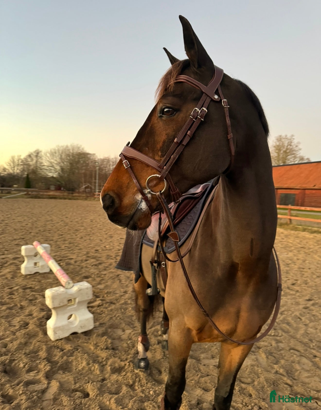  medryttarhäst finnes: Söker två rutinerade medryttare - valack Född-10  - Annons 14