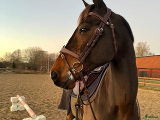 medryttarhäst finnes: Söker två rutinerade medryttare - valack Född-10 i Grödinge - Annons 2