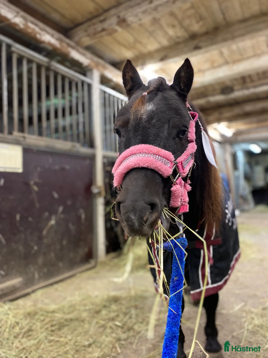 Trav hästar till salu: Läromästare  i Nybro - Annons 2