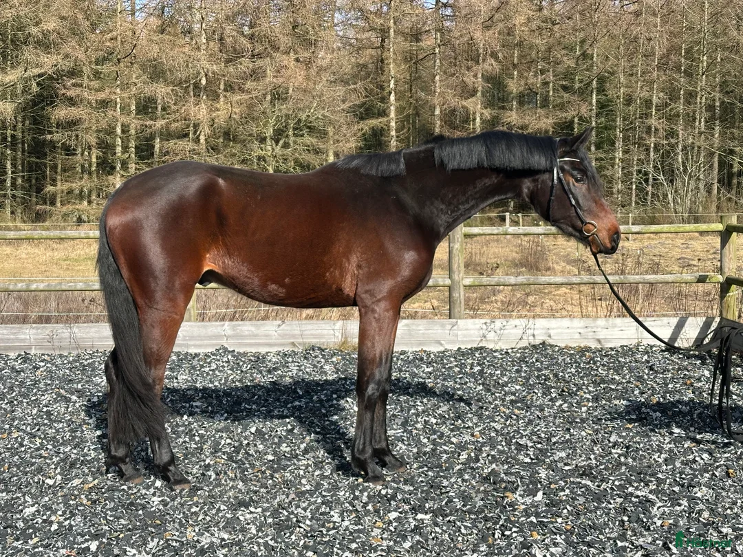 Dressyr hästar till salu: Outstanding dressage prospect for the future  - Annons 2