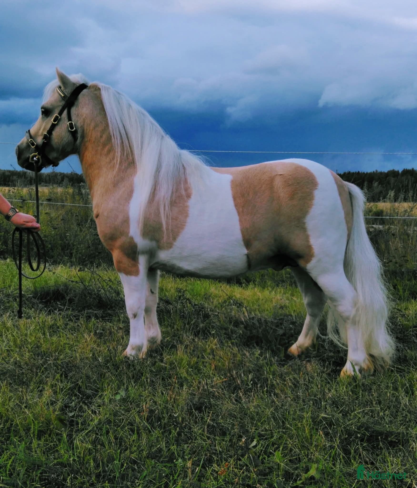  hästar Avelshingst Minishetland  - Annons 1