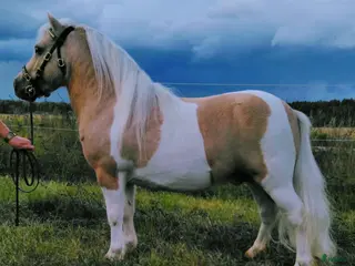 hästar Avelshingst Minishetland - Annons 1