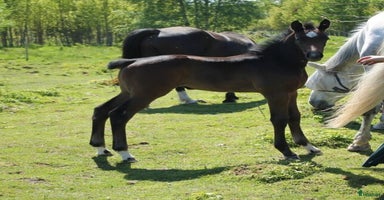  hästar i Klockrike - Annons 7