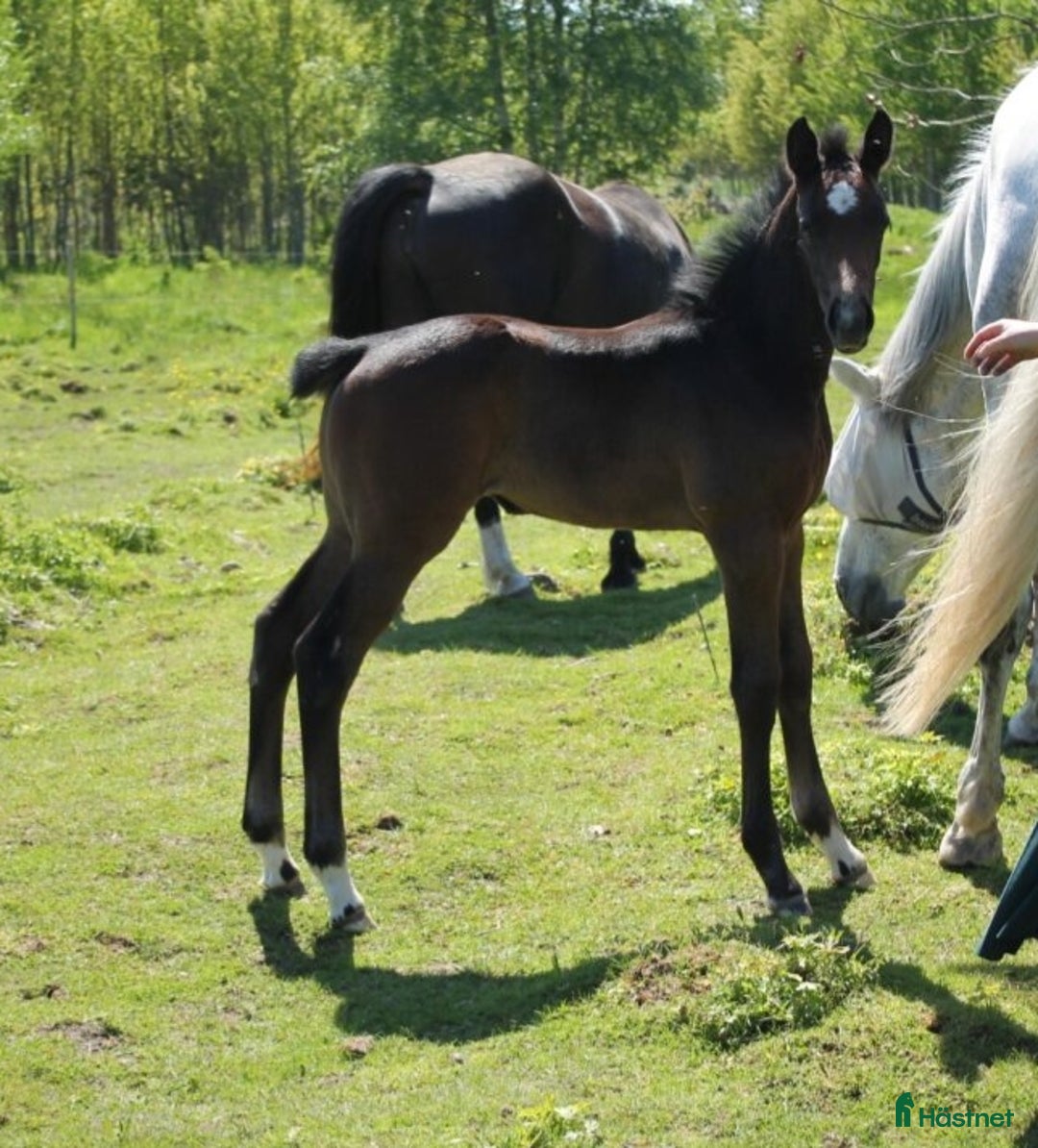 Hoppning hästar till salu: Socialt stoföl e. A magic twist i Klockrike - Annons 3
