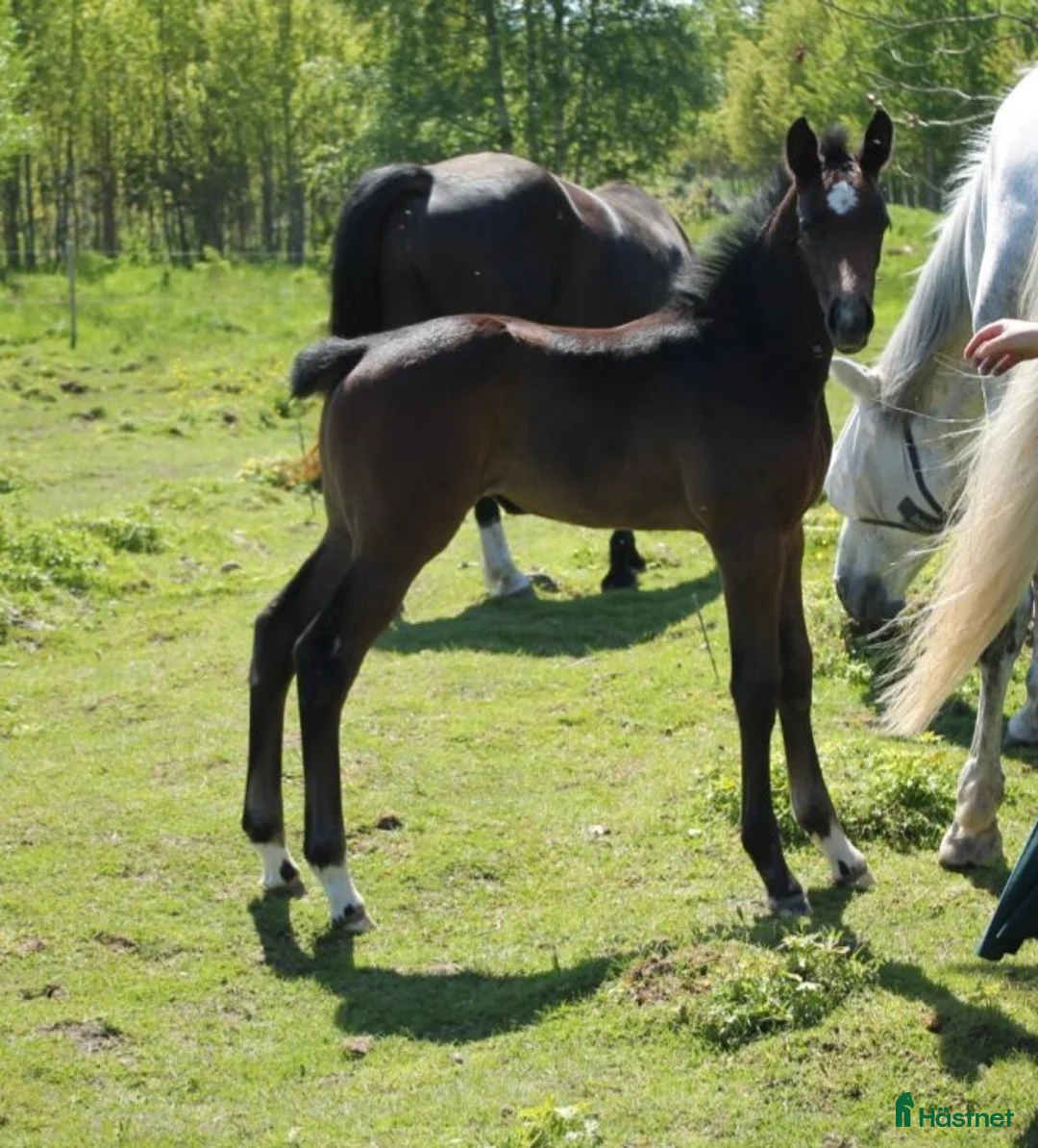 Hoppning hästar till salu: Socialt stoföl e. A magic twist - Annons 3