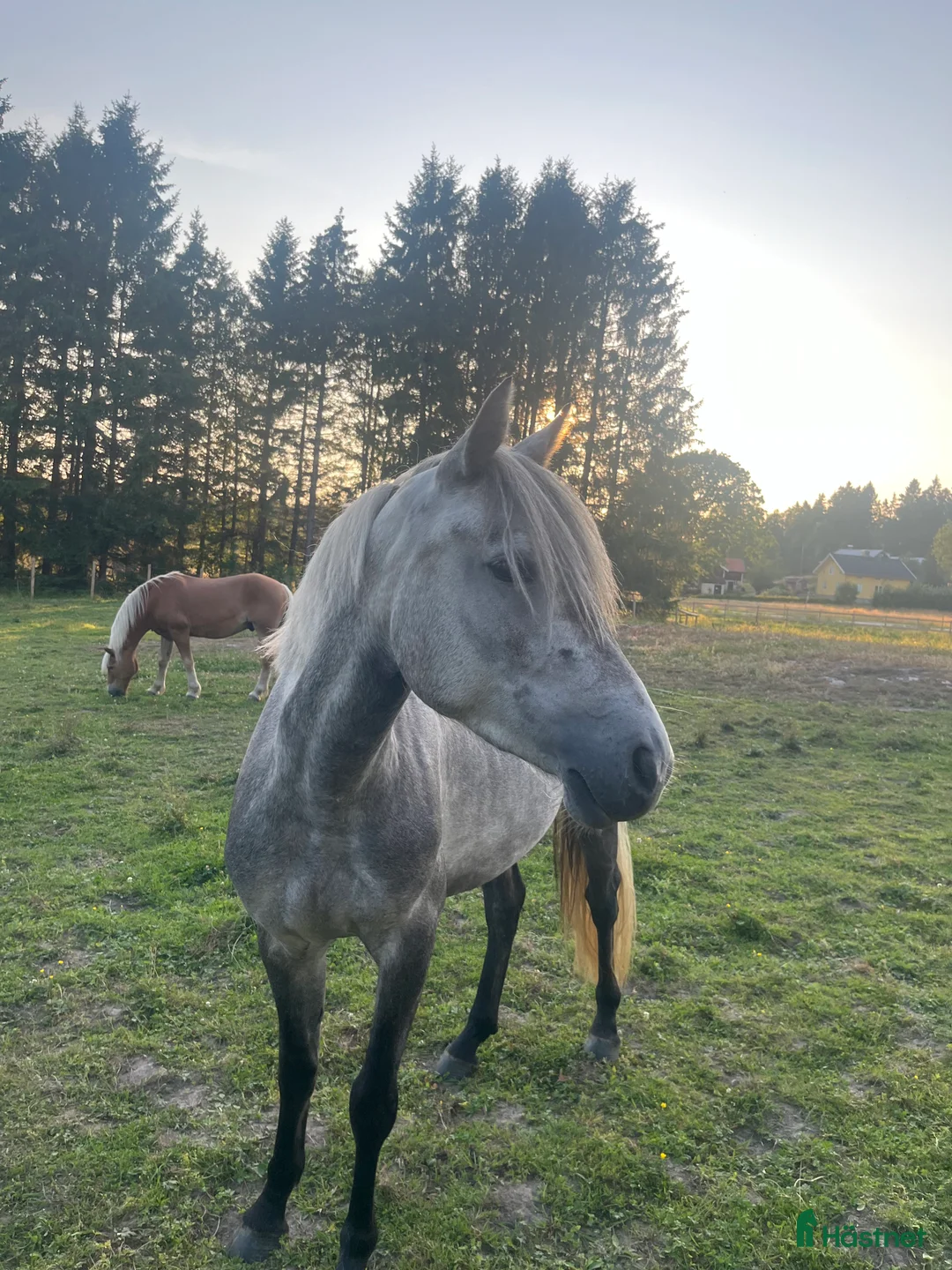 Allround hästar till salu: Sockersöt Connemara  - Annons 2
