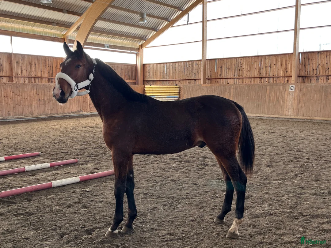 Fälttävlan hästar till salu: 🌟Väldigt snygg unghäst🌟 - Annons 4