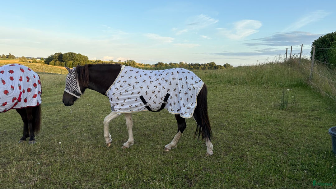 Allround hästar till salu: Framtida bästa vän i Ystad - Annons 4