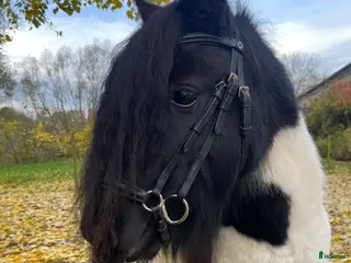 medryttarhäst finnes: Skötare till shetlandsponny - Annons 8