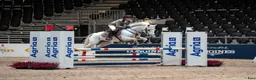Hoppning hästar till salu: Super, snill og erfaren C-ponni selges - Annons 4