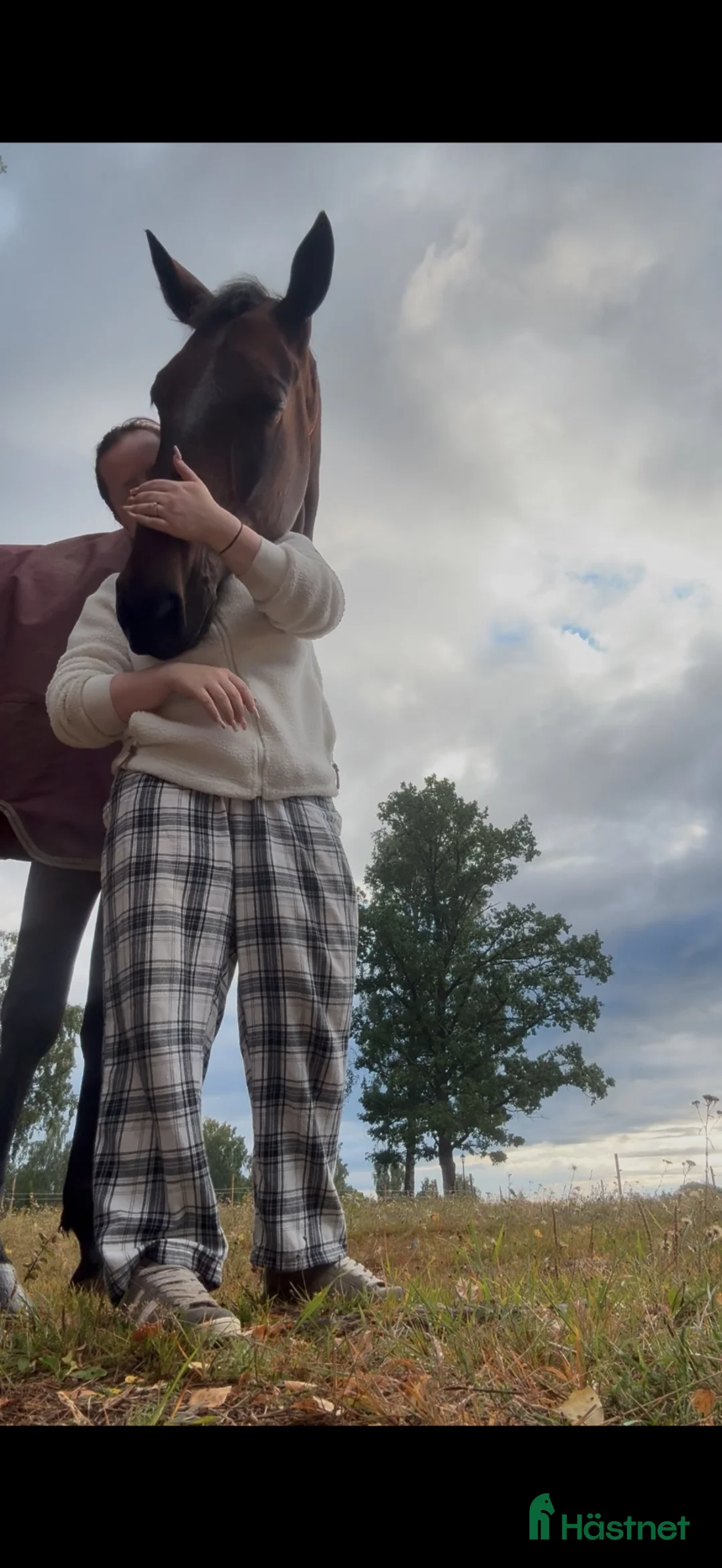 Allround hästar till salu: Zebbe söker rätt hem❤️ i Vimmerby - Annons 2