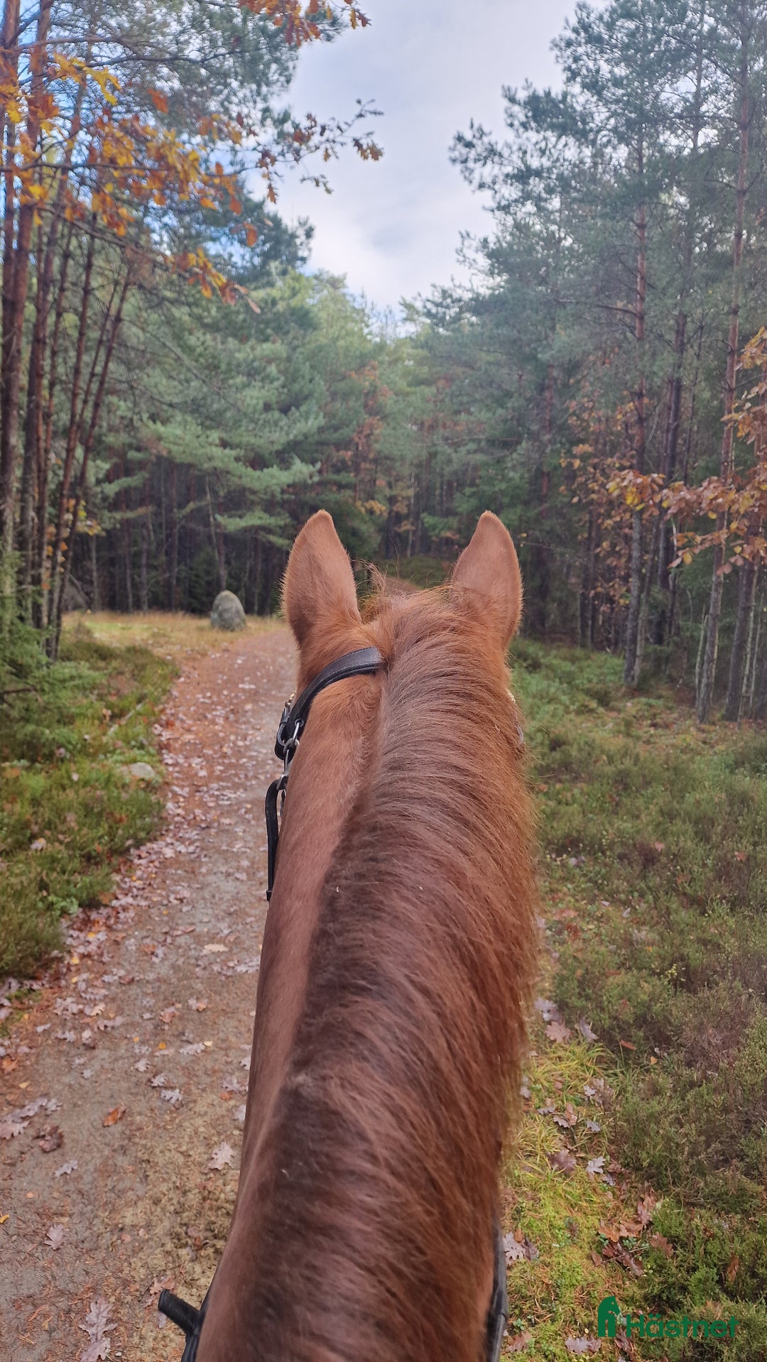 Allround hästar sökes: Söker sto till flocken pga flytt till hästgård! - Annons 2