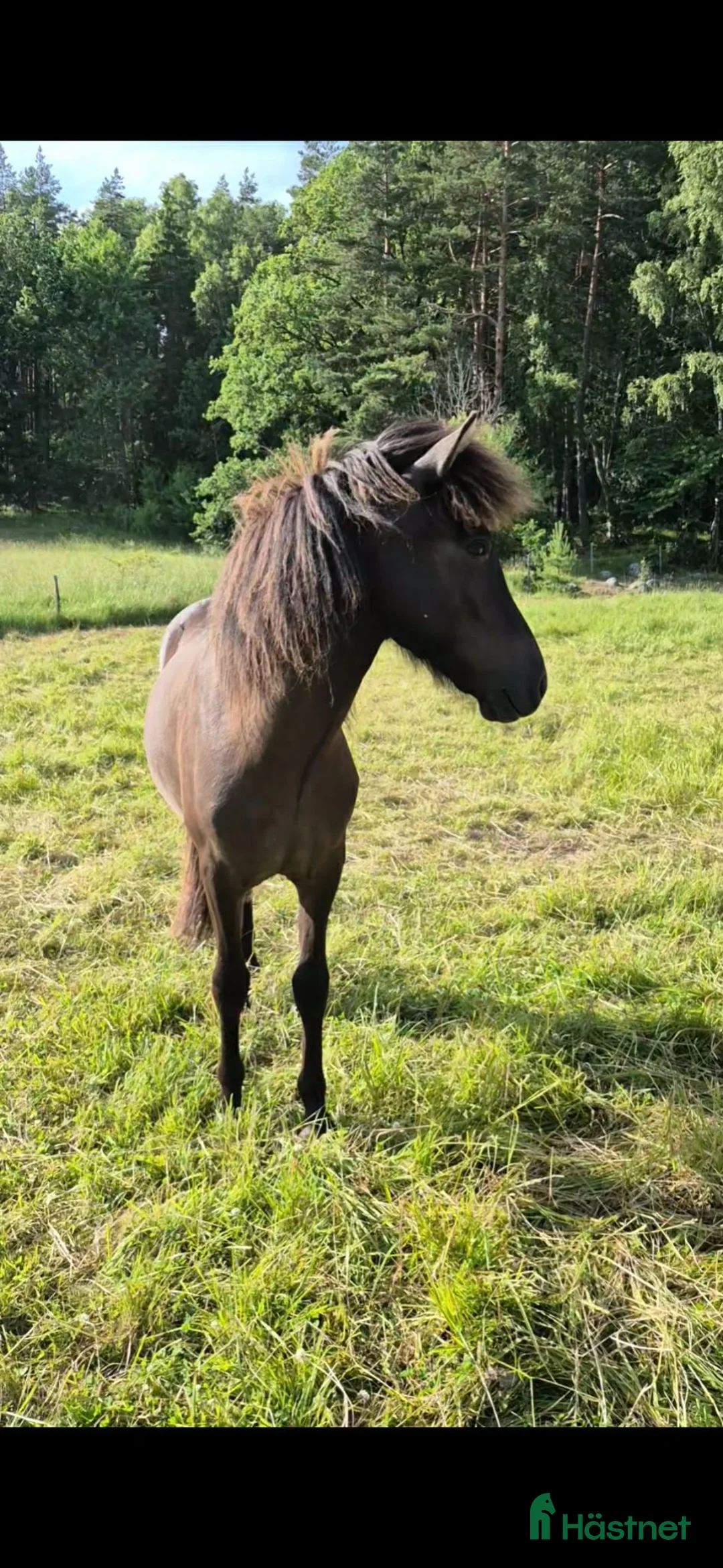Island hästar till salu: 1-årigt sto e Toppur - Annons 1