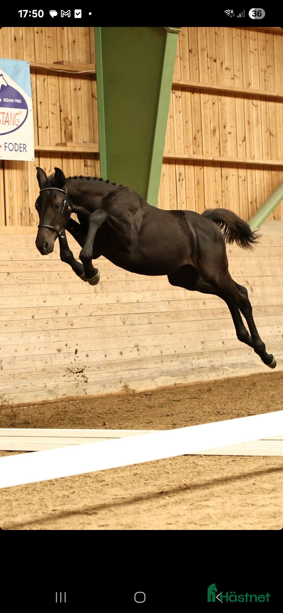 Hoppning hästar till salu: Vackra Wakanda i Glanshammar - Annons 2