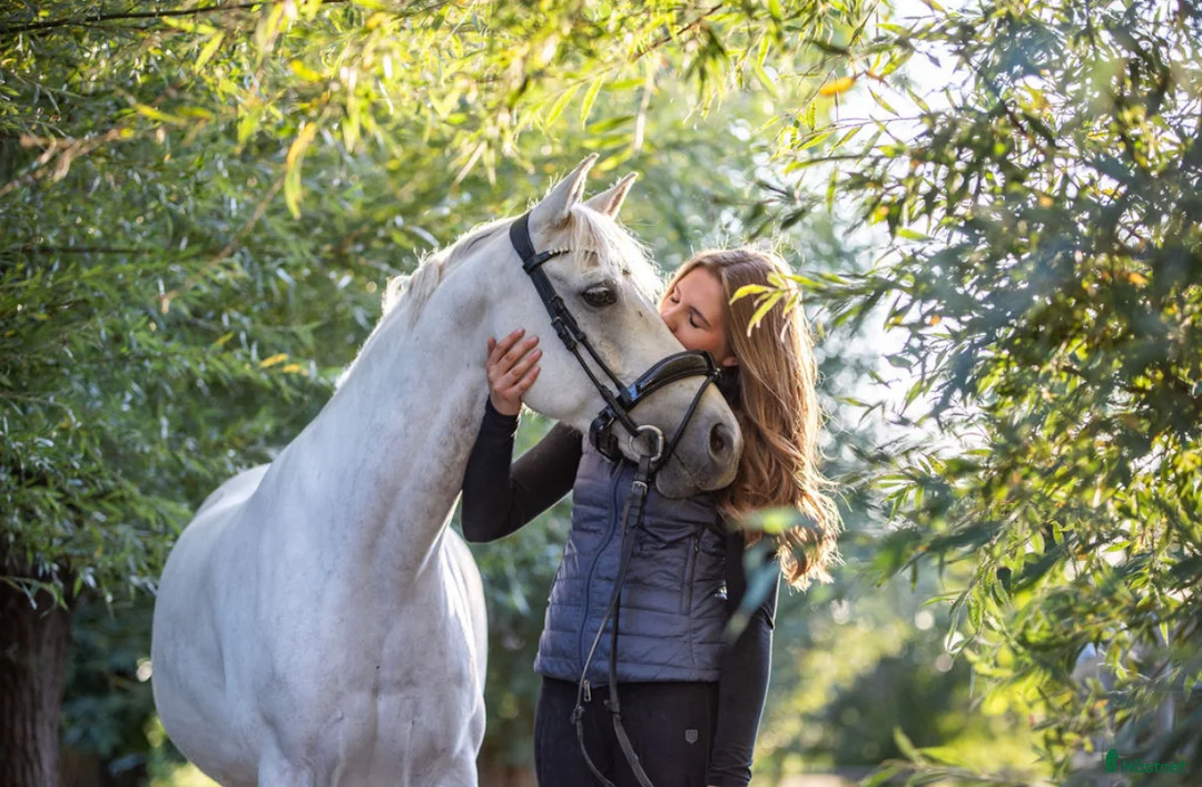 Dressyr hästar till salu: Dubbeltalang med utstrålning - Annons 2