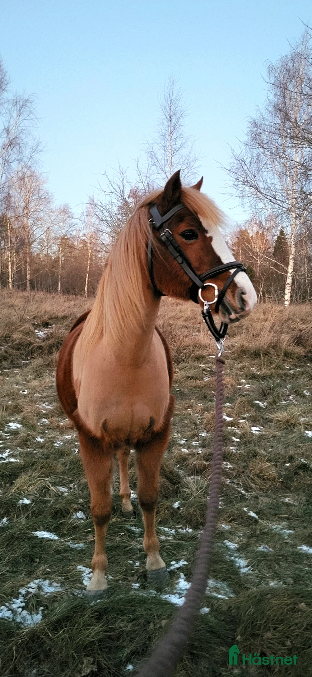 Allround hästar till salu: Intressekoll! Scilla söker sin nya lilla ryttare❤️ i Ljungsbro - Annons 1