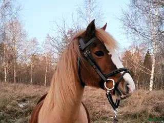 hästar Intressekoll! Scilla söker sin nya lilla ryttare❤️ i Ljungsbro - Annons 10