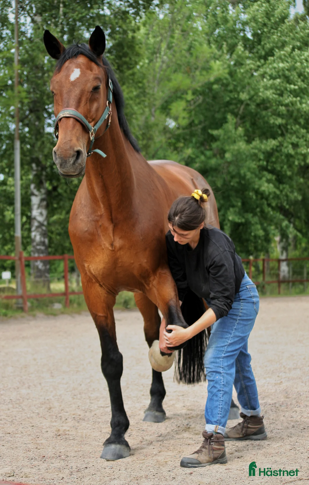  hästservice finnes: Equiterapi & Lymfdränage - Annons 2