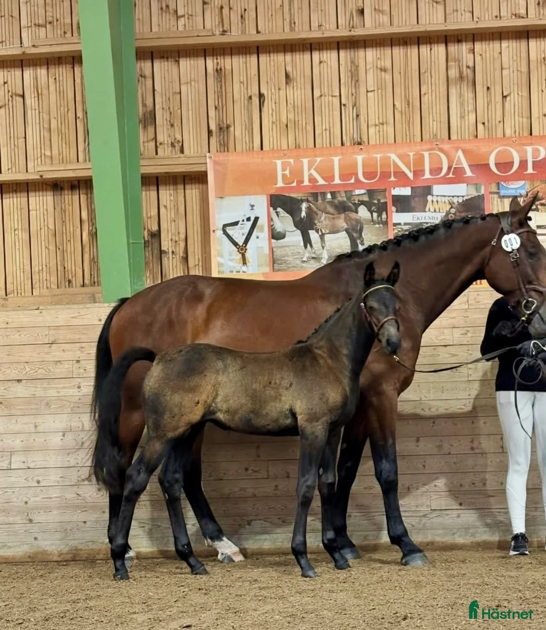 Hoppning hästar till salu: Skynda fynda framtidshopp med toppmöderne 🌟 i Söderköping - Annons 2