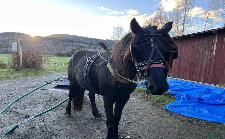  hästar i Säffle - Annons 12