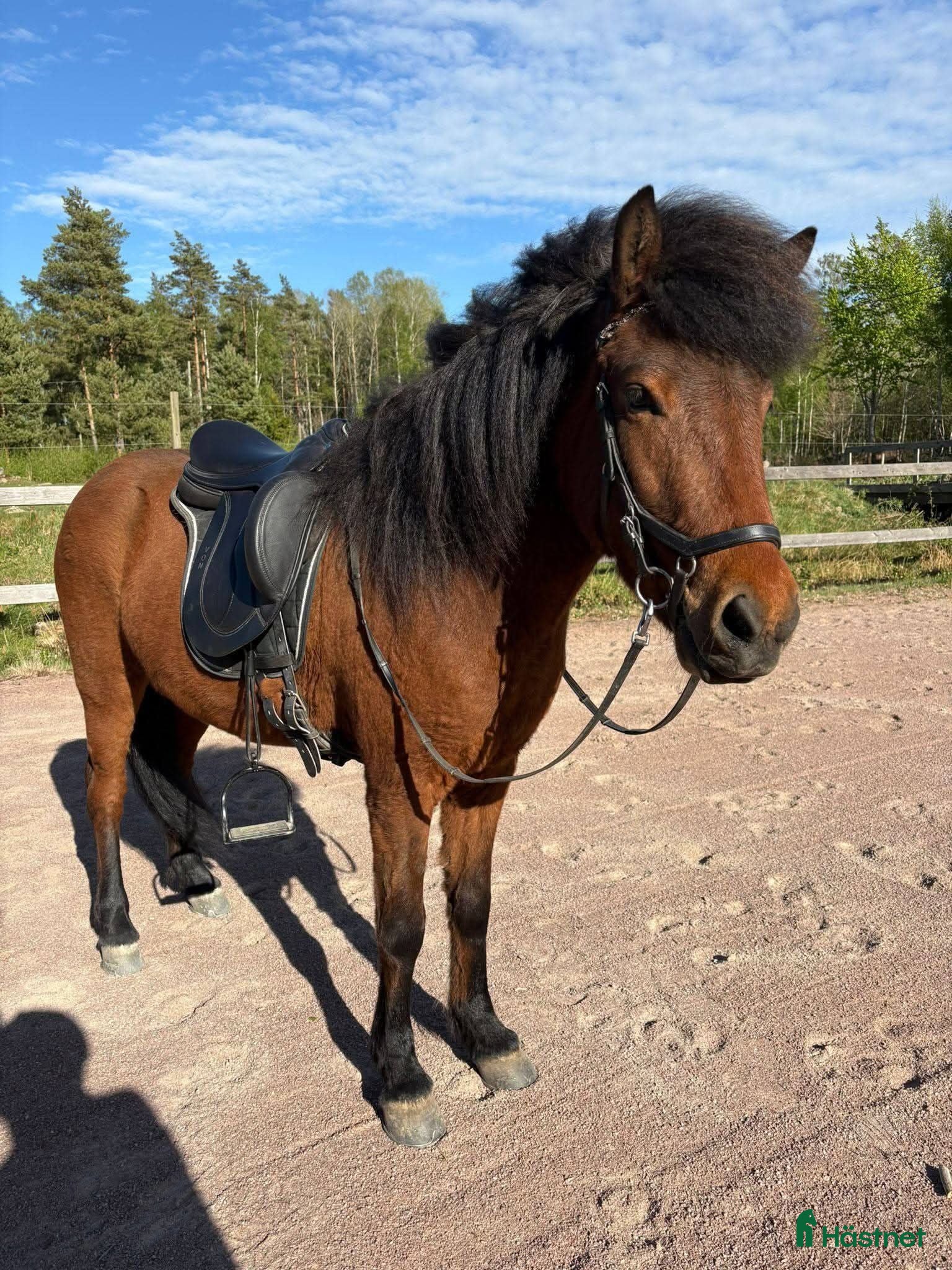  hästar Tryggt trevligt sto - Annons 2