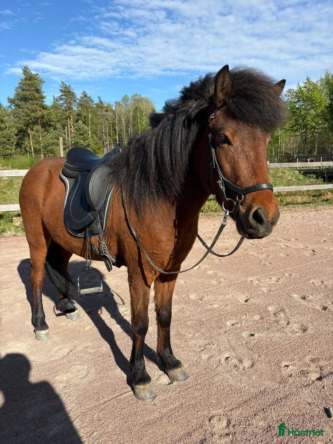 Island hästar till salu: Tryggt trevligt sto - Annons 2