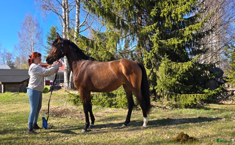  hästar i Norrfjärden - Annons 14
