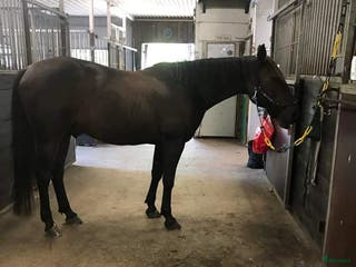 medryttarhäst finnes: Medryttare - Annons 7