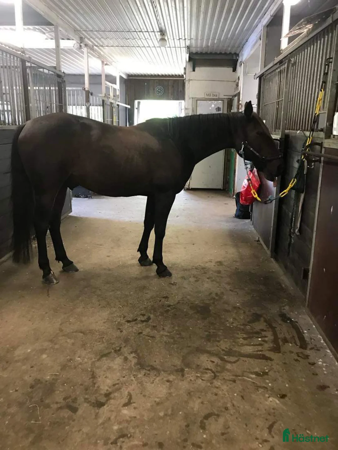  medryttarhäst finnes: Medryttare  - Annons 1