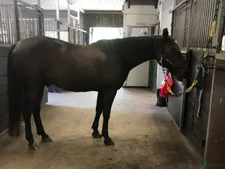 medryttarhäst finnes: Medryttare - Annons 12