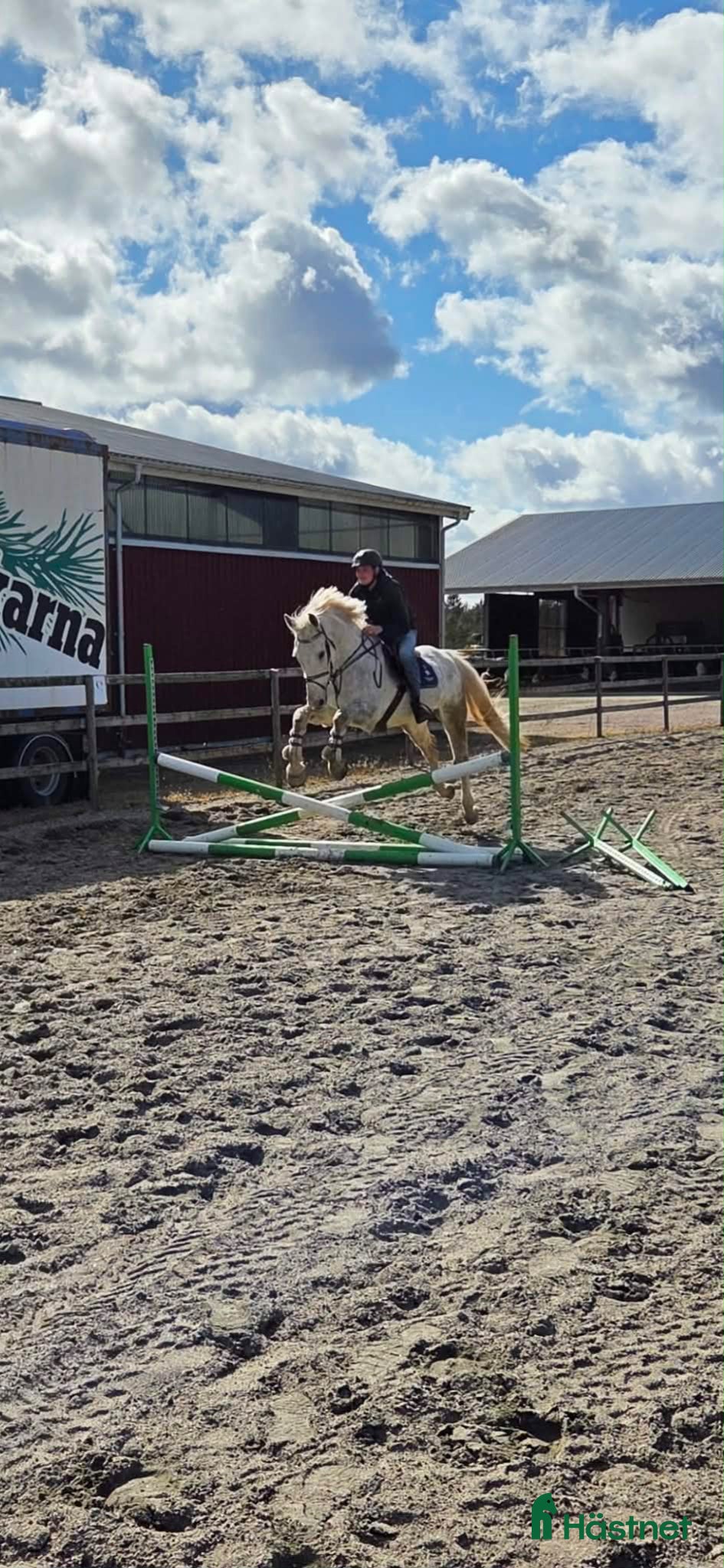 hästar Perfekt häst för ridskola  - Annons 2