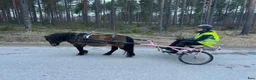 Allround hästar till salu: Vår charmiga Shettis söker nytt hem - Annons 3