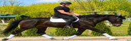 Allround hästar till salu: Premium Allrounder- dressage, driving, jumping - Annons 10