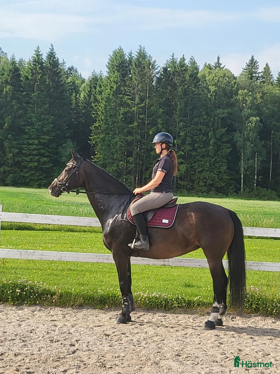 Allround hästar till salu:  Rätt Hem sökes - Annons 2