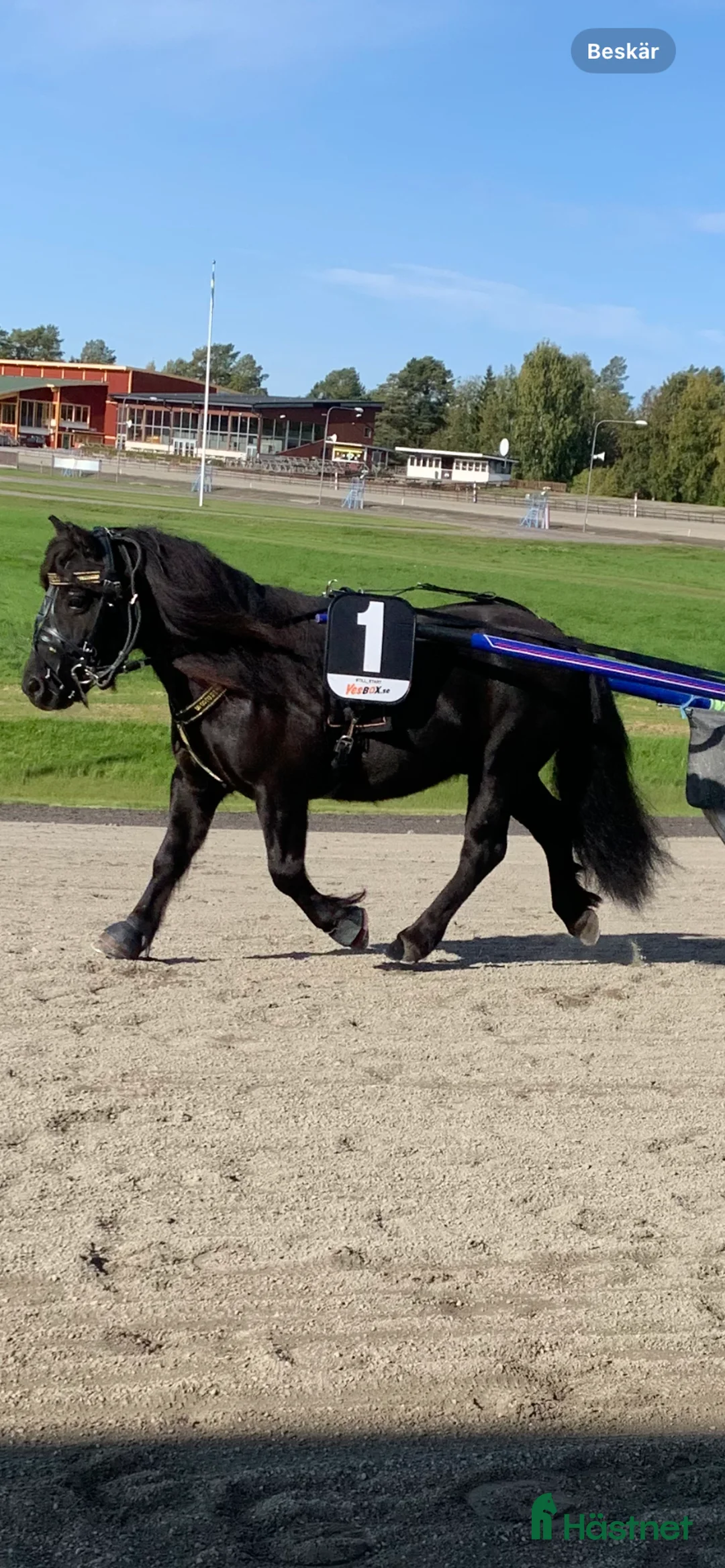 Allround hästar till salu: Allroundponny i Nyland - Annons 2