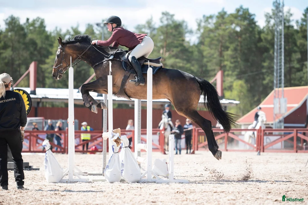 Allround hästar till salu: Lyxig allroundhäst och bästavän - Annons 11